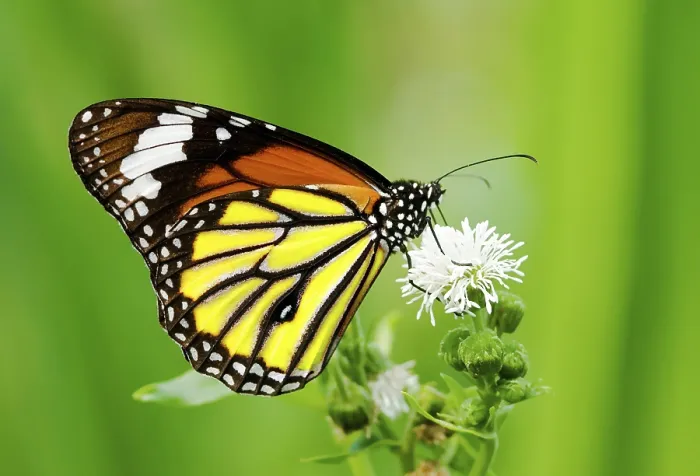 Framed Print : Colorful butterfly feeding on white flower