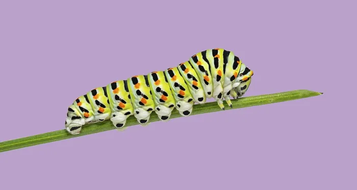 Framed Print : Colorful Common yellow swallowtail Caterpillar crawling on a blade of vegetable grass on a purple background