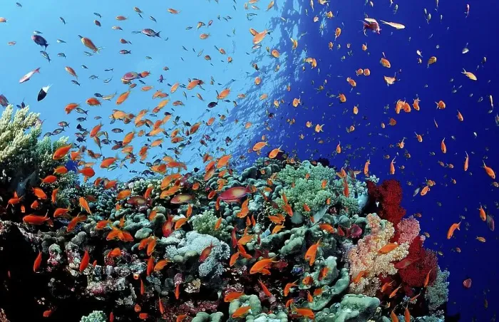 Framed Print : Colorful coral reef with lyretail coralfish or goldfish (Pseudanthias squamipinnis)
