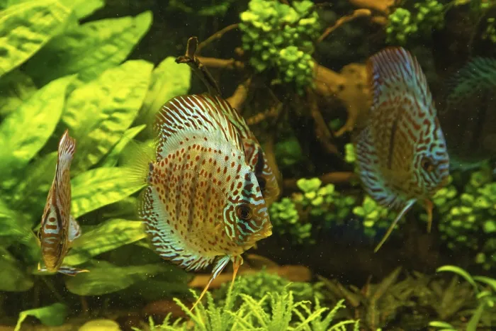 Framed Print : Colorful Discus fish floating in the aquarium with decorative water plants background Framed Print : Colorful Discus fish floating in the aquarium with decorative water plants background
