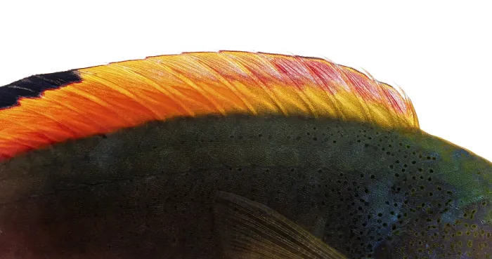 Framed Print : Colorful dorsal fin of a scott's wrasse Framed Print : Colorful dorsal fin of a scott's wrasse