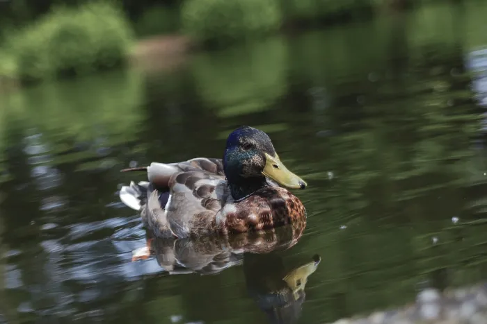 Framed Print : A colorful drake swims on a pond in Dusseldorf