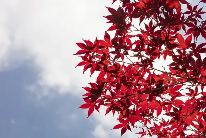 Framed Print : Colorful foliage at Eikando temple (Eikan-do) on a warm spring day in Kyoto