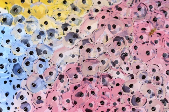 Framed Print : Colorful Frogspawn closeup in a pond
