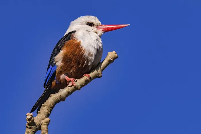 Framed Print : A colorful kingfisher of the species gray-headed kingfisher sits wild on a branch on the island of Santiago Framed Print : A colorful kingfisher of the species gray-headed kingfisher sits wild on a branch on the island of Santiago