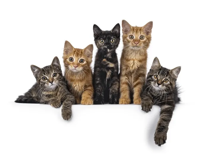 Framed Print : Colorful litter of 5 house cat kittens