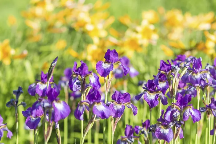 Framed Print : Colorful purple Iris in a botanical garden