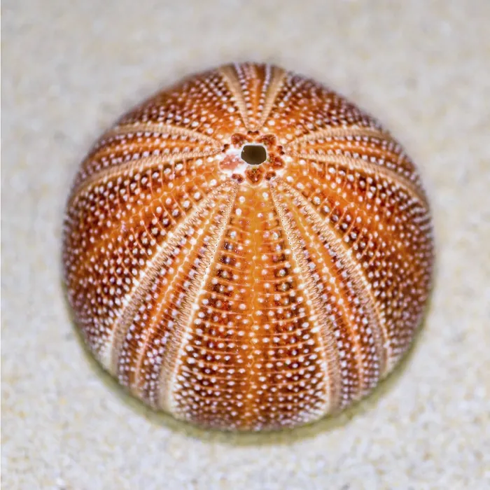 Framed Print : Colorful shell of Sea Urchin or Urchin is round and spiny with orange and red on sand
