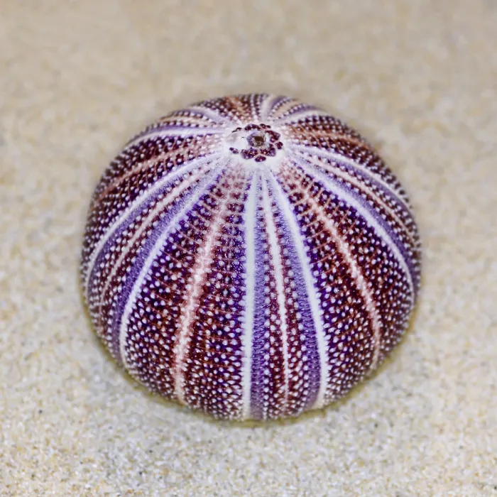 Framed Print : Colorful shell of Sea Urchin or Urchin is round and spiny with purple and red on sand Framed Print : Colorful shell of Sea Urchin or Urchin is round and spiny with purple and red on sand