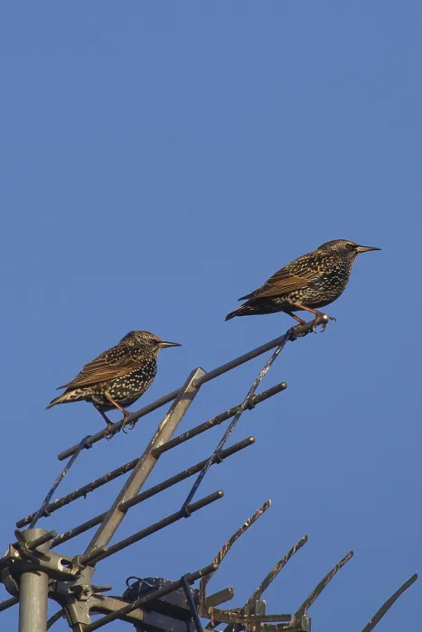 Framed Print : Colorful starlings birds perched on a antenna (sturnus vulgaris) Framed Print : Colorful starlings birds perched on a antenna (sturnus vulgaris)