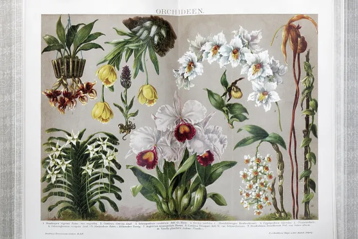 Framed Print : Colour plate orchids, different species