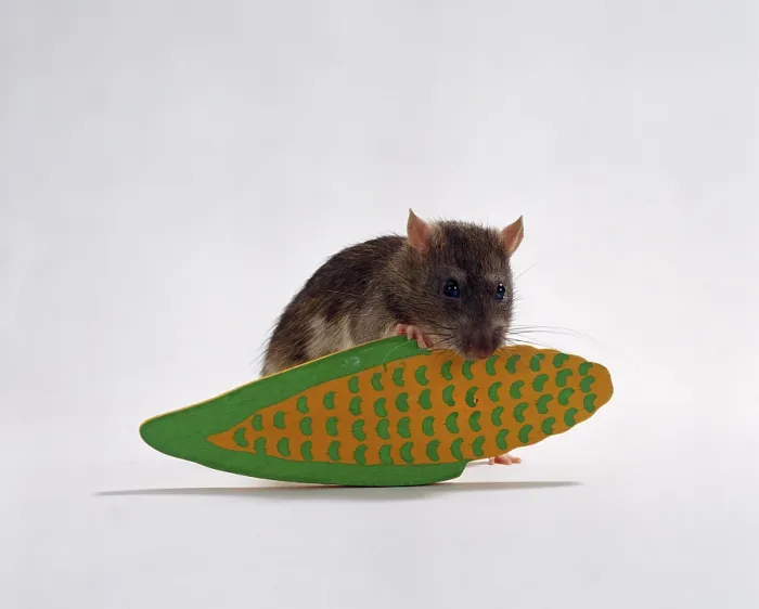 Framed Print : Colour rat with rodent toy, indoor, studio
