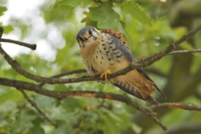 Framed Print : Coloured falcon (Falco sparverius)