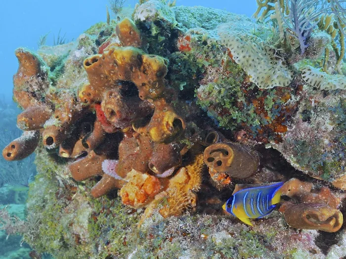Framed Print : A colourful assemblage of corals and sea sponge