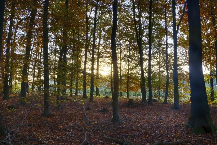 Framed Print : Colourful autumn in the beech forest Framed Print : Colourful autumn in the beech forest
