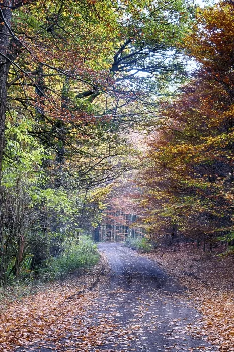 Framed Print : Colourful autumn in the beech forest Framed Print : Colourful autumn in the beech forest