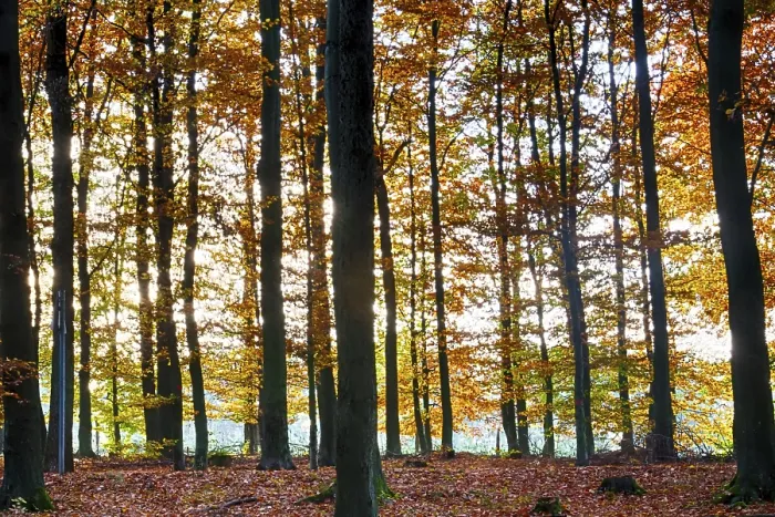 Framed Print : Colourful autumn in the beech forest Framed Print : Colourful autumn in the beech forest