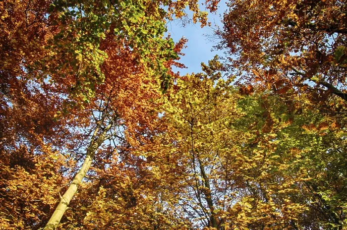 Framed Print : Colourful autumn in the beech forest