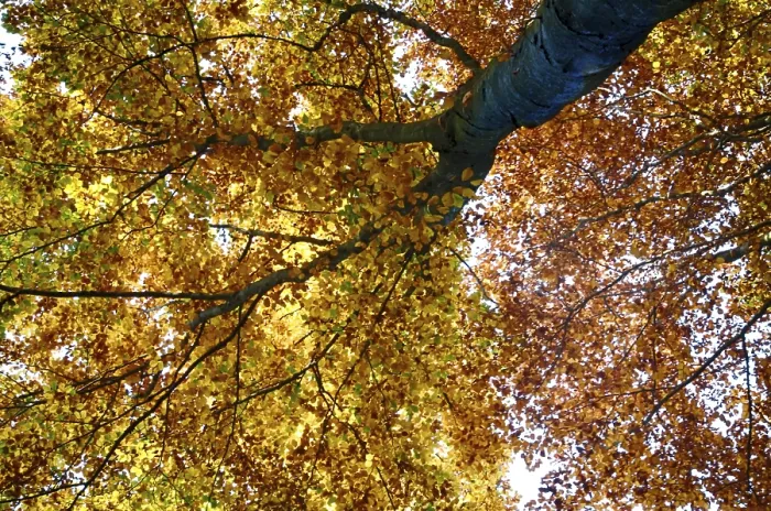 Framed Print : Colourful autumn in the beech forest Framed Print : Colourful autumn in the beech forest