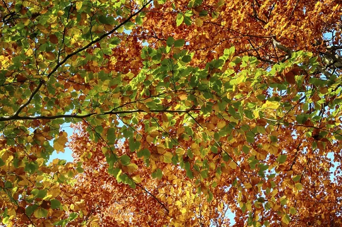 Framed Print : Colourful autumn in the beech forest