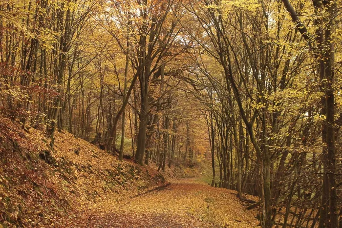 Framed Print : Colourful autumn forest Framed Print : Colourful autumn forest