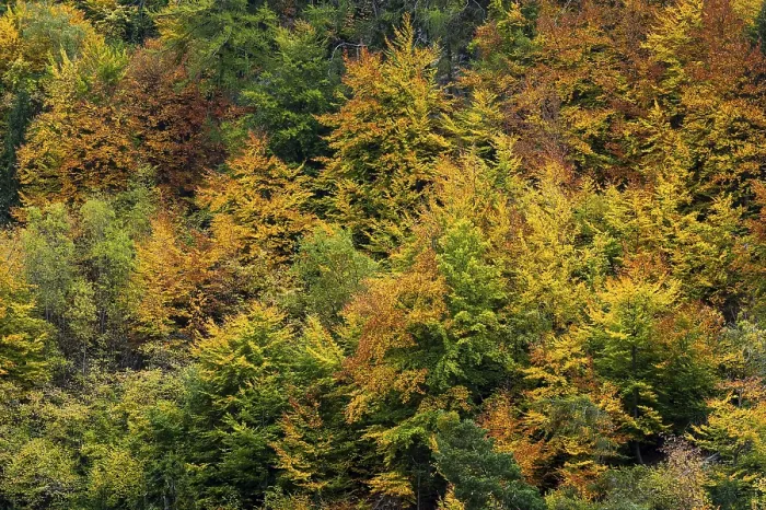Framed Print : Colourful autumn forest, autumn