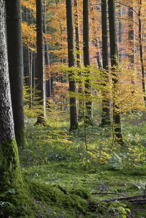 Framed Print : Colourful autumn forest in Bavaria