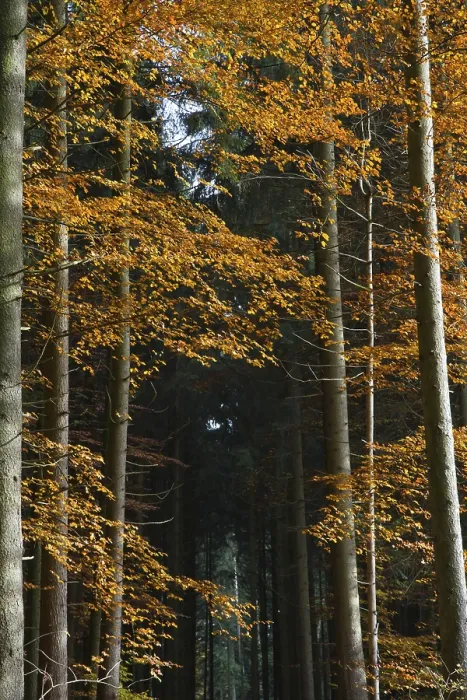 Framed Print : Colourful autumn forest in Bavaria Framed Print : Colourful autumn forest in Bavaria