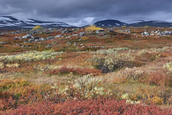 Framed Print : Colourful autumn landscape on the Saltfjellet