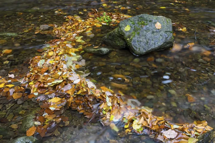 Framed Print : Colourful autumn leaves and stones in Rote Weisseritz in Rabenauer Grund