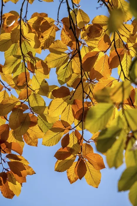 Framed Print : Colourful beech leaves in autumn