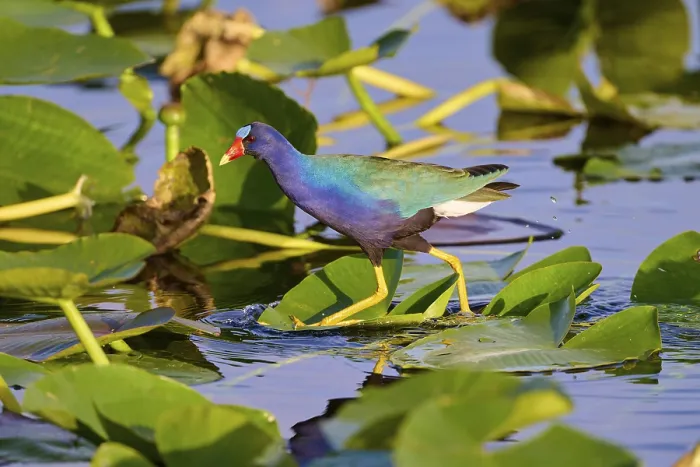 Framed Print : A colourful bird walks over foliage in clear water Framed Print : A colourful bird walks over foliage in clear water