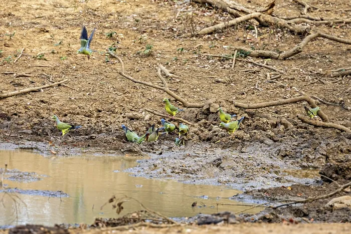 Framed Print : Several colourful birds gather around a waterhole in a dry Framed Print : Several colourful birds gather around a waterhole in a dry