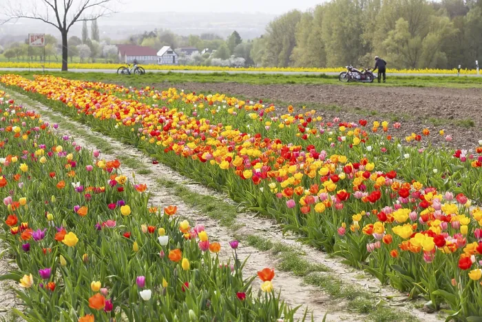 Framed Print : Colourful blooming tulips (tulpia) in a field for self-cutting flowers in Katzenberg