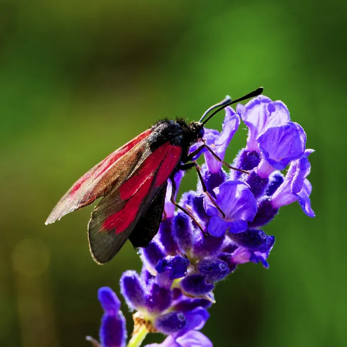 Framed Print : A colourful butterfly sits on a lavender branch