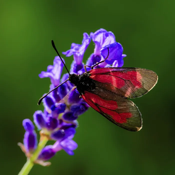 Framed Print : A colourful butterfly sits on a vivid purple flower