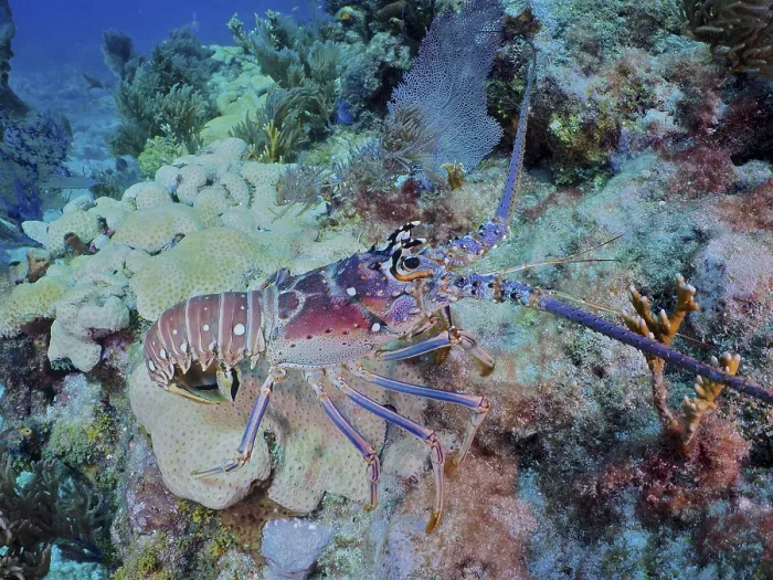 Framed Print : Colourful Caribbean langoustine (Panulirus argus) crawls on corals in the clear water of the reef