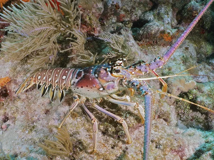 Framed Print : A colourful Caribbean spiny crayfish (Panulirus argus) between corals on the seabed