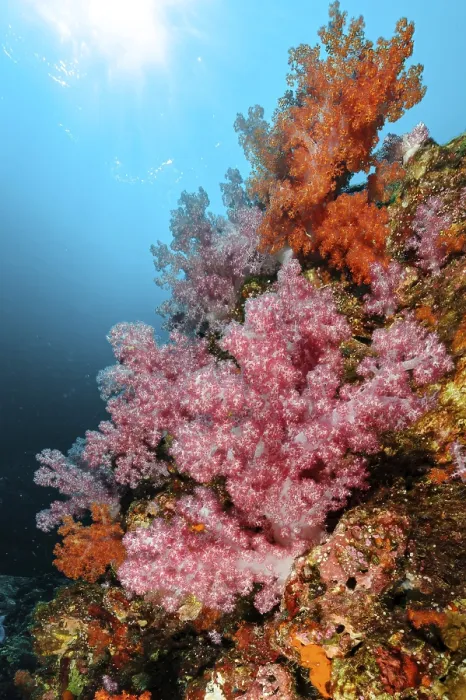 Framed Print : Colourful coral block with colourful soft corals (Dendronephthya) in a coral reef threatened by global warming
