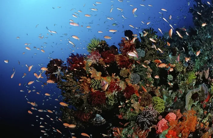 Framed Print : Colourful coral reef, Bali, Indian Ocean Framed Print : Colourful coral reef, Bali, Indian Ocean