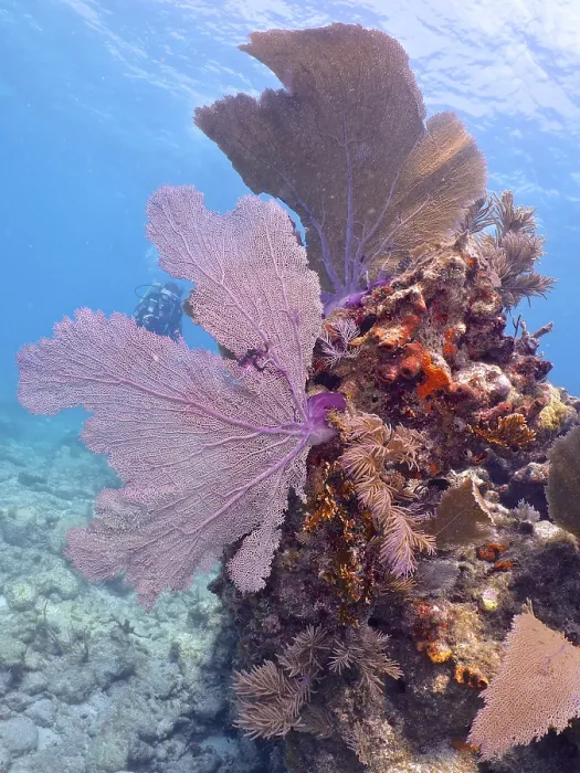 Framed Print : Colourful coral reef with large purple sea fans Framed Print : Colourful coral reef with large purple sea fans