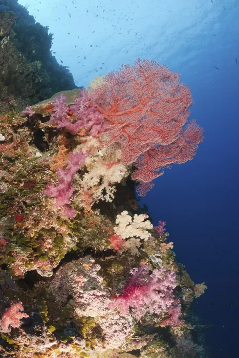 Framed Print : Colourful coral reef, Peleliu Wall Framed Print : Colourful coral reef, Peleliu Wall