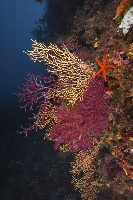 Framed Print : Colourful coral reef with a starfish