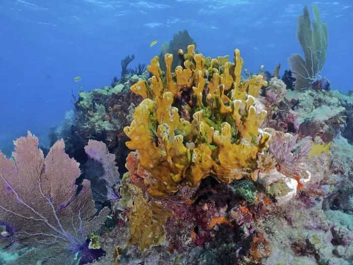 Framed Print : Colourful coral reef with various creatures Framed Print : Colourful coral reef with various creatures