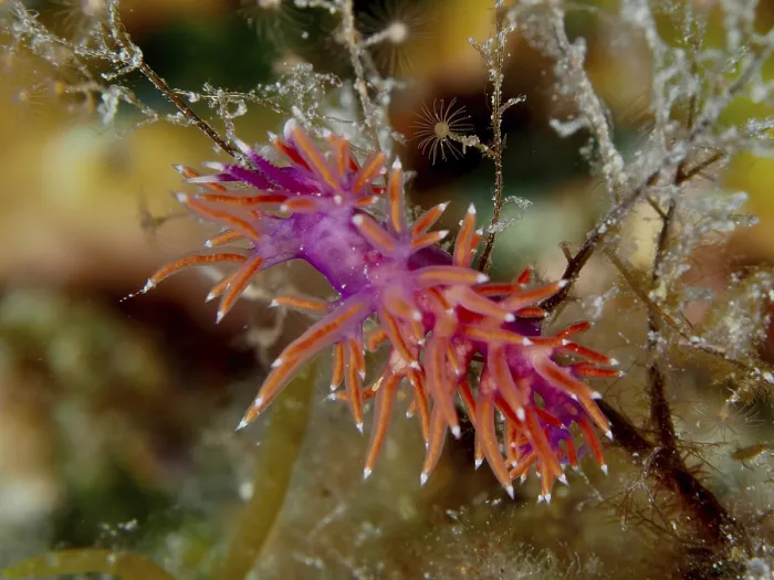 Framed Print : Colourful Edmundsella pedata (Edmundsella pedata) with striking colouration on algae