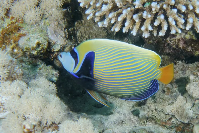 Framed Print : Colourful emperor angelfish (Pomacanthus imperator) swimming around corals in the living ocean Framed Print : Colourful emperor angelfish (Pomacanthus imperator) swimming around corals in the living ocean