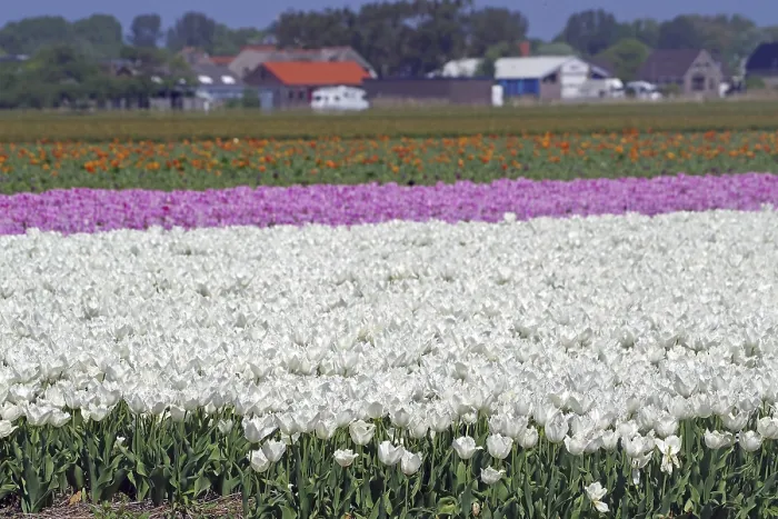 Framed Print : A colourful field of tulips with white
