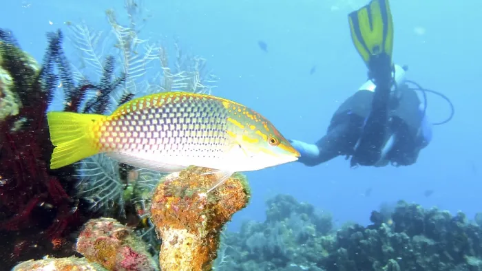Framed Print : A colourful fish, checkerboard squid (Halichoeres hortulanus) swims near a diver in a coral reef in clear blue water