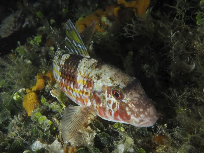 Framed Print : A colourful fish with patterns