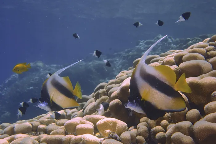 Framed Print : Colourful fish, Red Sea bannerfish (Heniochus intermedius) Framed Print : Colourful fish, Red Sea bannerfish (Heniochus intermedius)